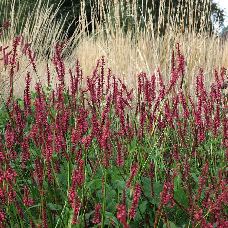 Горец стеблеобъемлющий (Persicaria amplexicaulis)